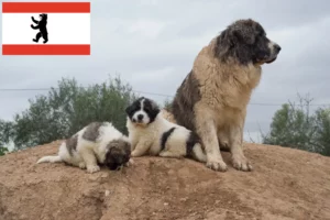 Přečtete si více ze článku Mastín del Pirineo chovatelé a štěňata v Berlíně