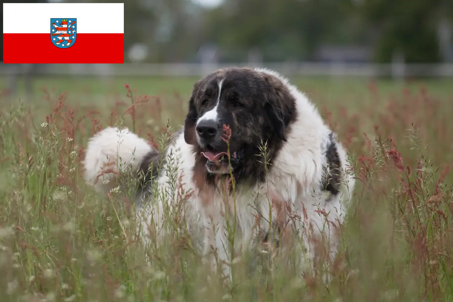 Přečtete si více ze článku Mastín del Pirineo chovatelé a štěňata v Durynsku