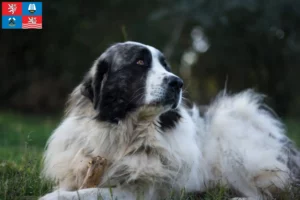 Přečtete si více ze článku Mastín del Pirineo chovatelé a štěňata v Karlových Varech