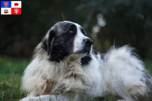 Přečtete si více ze článku Mastín del Pirineo chovatelé a štěňata na Vysočině