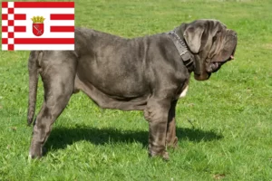 Přečtete si více ze článku Mastino Napoletano chovatelé a štěňata v Brémách