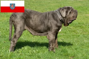 Přečtete si více ze článku Mastino Napoletano chovatelé a štěňata v Durynsku