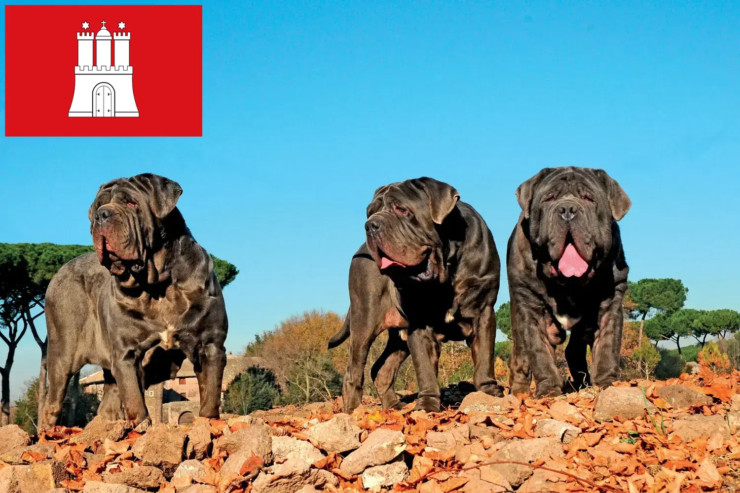 Přečtete si více ze článku Mastino Napoletano chovatelé a štěňata v Hamburku