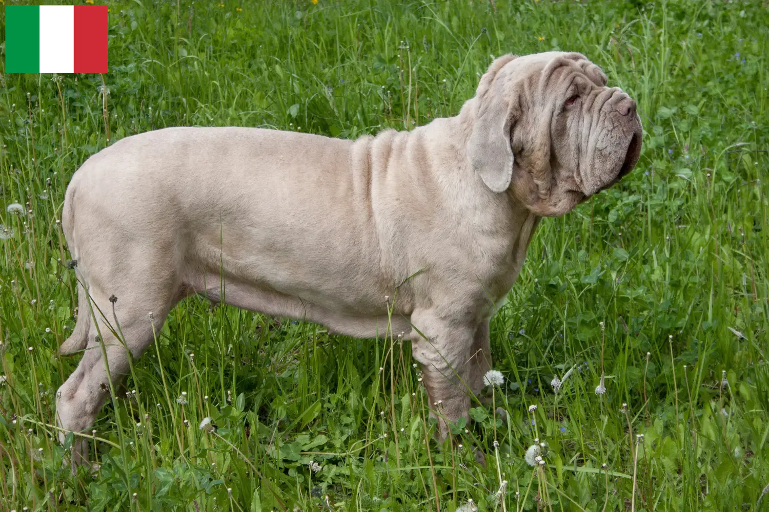 Přečtete si více ze článku Mastino Napoletano chovatelé a štěňata v Itálii