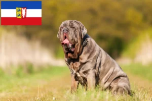 Přečtete si více ze článku Mastino Napoletano chovatelé a štěňata ve Šlesvicku-Holštýnsku