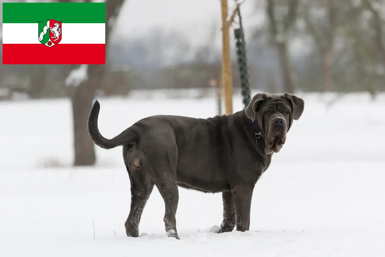 Přečtete si více ze článku Mastino Napoletano chovatelé a štěňata v Severním Porýní-Vestfálsku