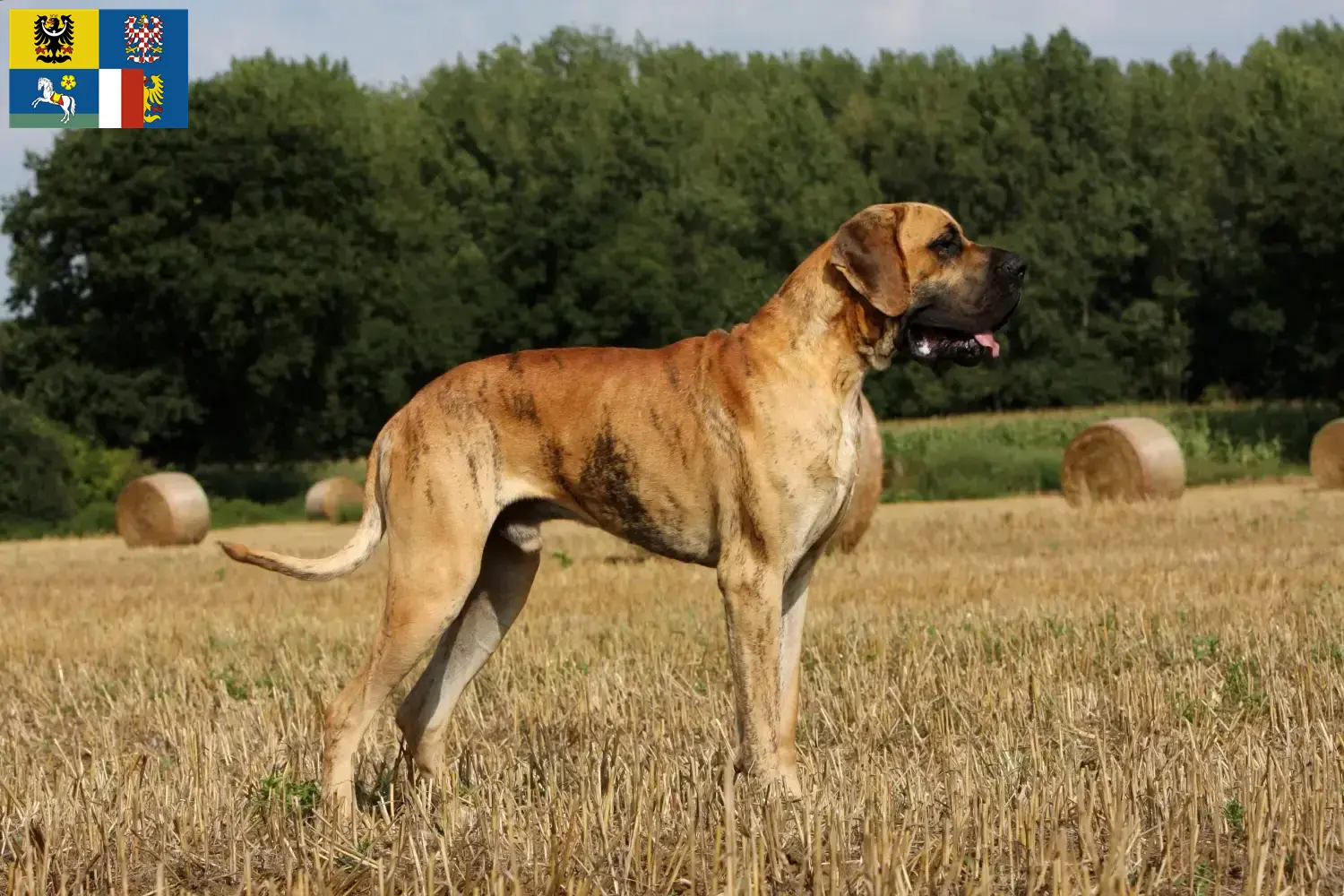 Přečtete si více ze článku Chovatelé německých dog a štěňat v Moravskoslezském kraji