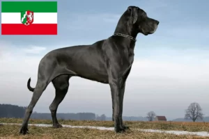 Přečtete si více ze článku Chovatelé německých dog a štěňat v Severním Porýní-Vestfálsku