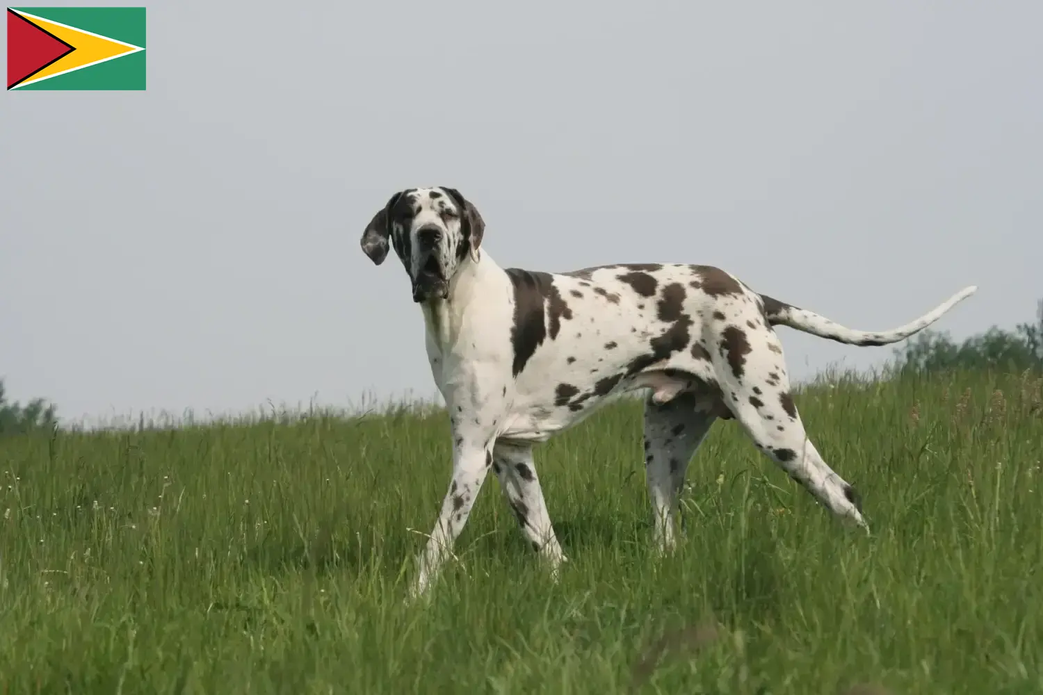 Přečtete si více ze článku Chovatelé německých dog a štěňat v Guyaně