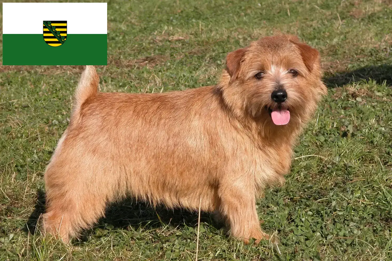 Přečtete si více ze článku Chovatelé norfolk teriérů a štěňat v Sasku