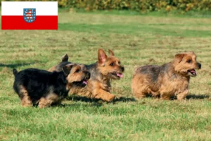 Přečtete si více ze článku Chovatelé norfolk teriérů a štěňat v Durynsku