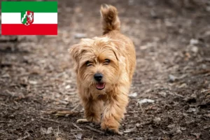 Přečtete si více ze článku Chovatelé norfolk teriérů a štěňat v Severním Porýní-Vestfálsku