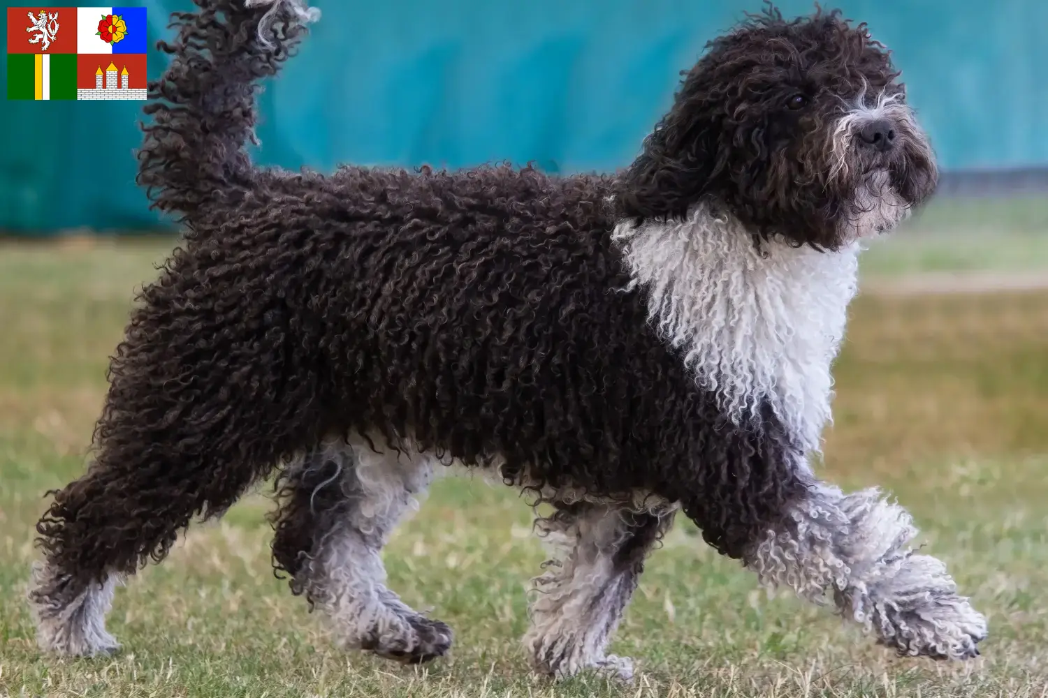 Přečtete si více ze článku Chovatelé a štěňata Perro de Agua Español v Jihočeském kraji