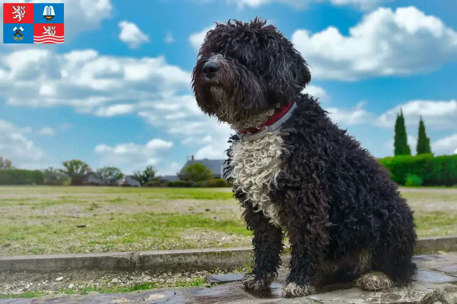 Přečtete si více ze článku Chovatelé a štěňata Perro de Agua Español v Karlových Varech