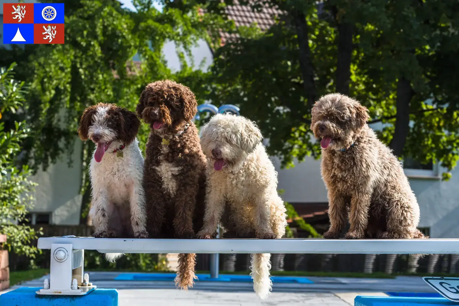 Přečtete si více ze článku Chovatelé a štěňata Perro de Agua Español v Liberci