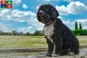 Přečtete si více ze článku Chovatelé a štěňata Perro de Agua Español v Ústí