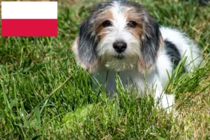 Přečtete si více ze článku Petit Basset Griffon Vendéen chovatelé a štěňata v Polsku