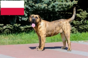 Přečtete si více ze článku Presa Canario chovatelé a štěňata v Polsku