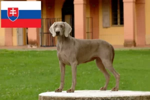 Přečtete si více ze článku Chovatelé výmarských ohařů a štěňat na Slovensku