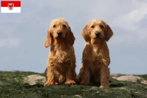 Přečtete si více ze článku Basset fauve de Bretagne chovatelé a štěňata v Brandenburgu