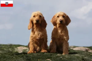 Přečtete si více ze článku Basset fauve de Bretagne chovatelé a štěňata v Durynsku