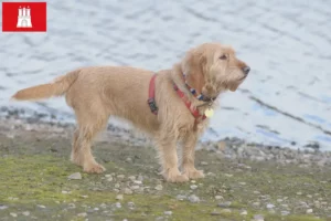 Přečtete si více ze článku Chovatelé a štěňata basset fauve de Bretagne v Hamburku