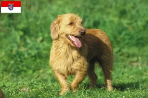 Přečtete si více ze článku Chovatelé a štěňata basset fauve de Bretagne v Hesensku