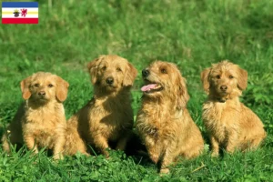 Přečtete si více ze článku Chovatelé a štěňata basset fauve de Bretagne v Meklenbursku-Předním Pomořansku