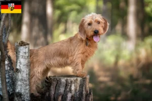 Přečtete si více ze článku Basset fauve de Bretagne chovatelé a štěňata v Sársku