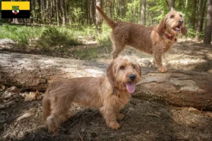 Přečtete si více ze článku Chovatelé a štěňata Basset fauve de Bretagne v Sasku-Anhaltsku