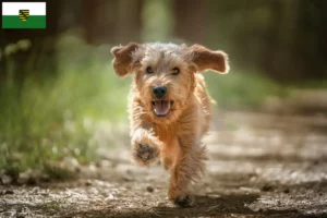 Přečtete si více ze článku Basset fauve de Bretagne chovatelé a štěňata v Sasku