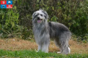 Přečtete si více ze článku Berger des Pyrenees chovatelé a štěňata v Karlových Varech