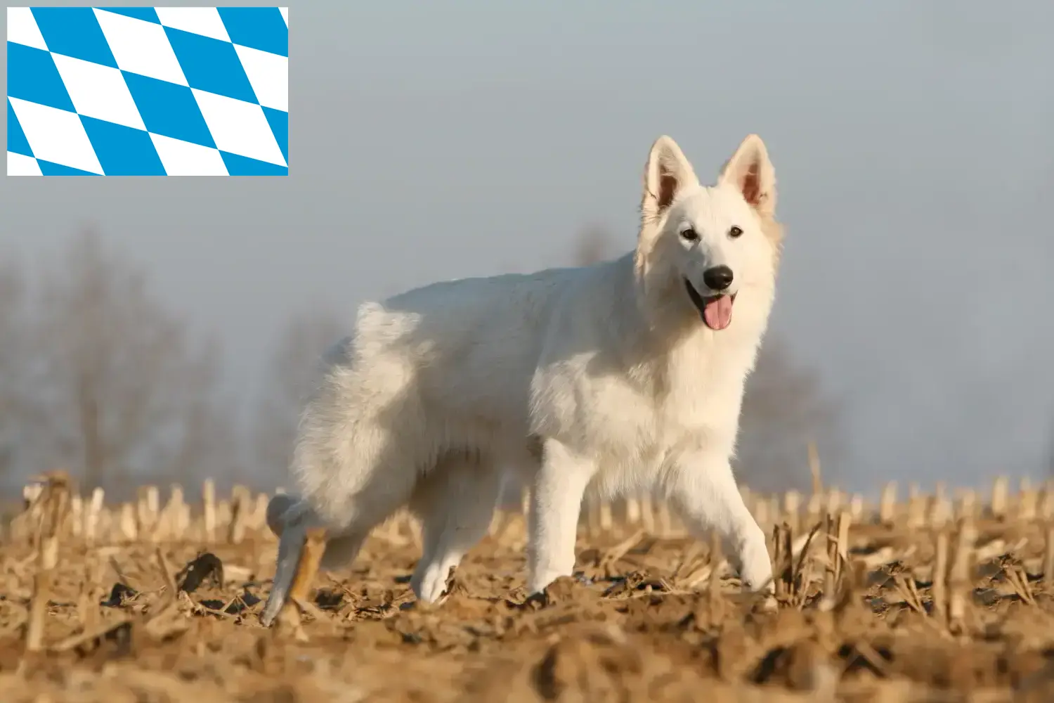 Přečtete si více ze článku Chovatelé bílých švýcarských ovčáků a štěňat v Bavorsku