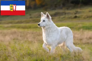 Přečtete si více ze článku Chovatelé bílých švýcarských ovčáků a štěňat ve Šlesvicku-Holštýnsku