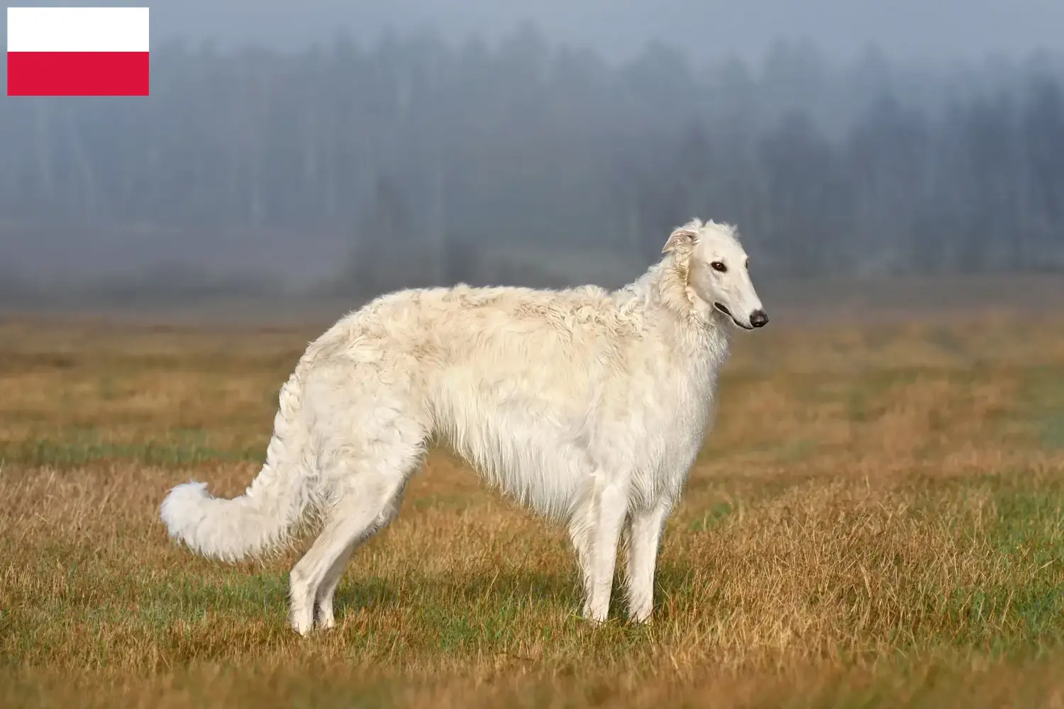 Přečtete si více ze článku Chovatelé borzojů a štěňat v Polsku