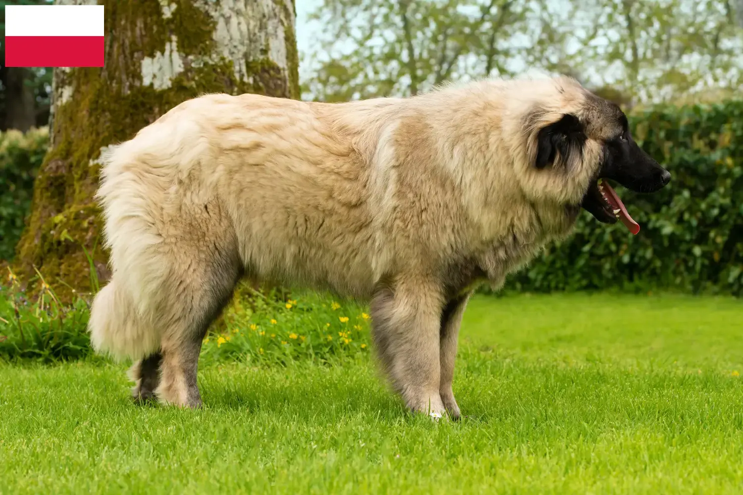 Přečtete si více ze článku Chovatelé a štěňata Cão Da Serra Da Estrela v Polsku