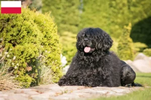 Přečtete si více ze článku Chovatelé a štěňata Cão de Agua português v Polsku