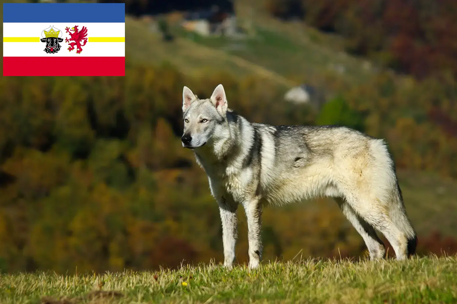 Přečtete si více ze článku Chovatelé československých vlčáků a štěňat v Meklenbursku-Předním Pomořansku