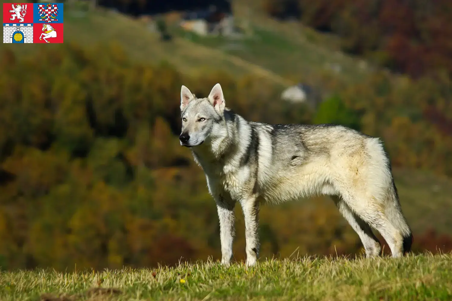 Přečtete si více ze článku Chovatelé československých vlčáků a štěňat v Pardubicích