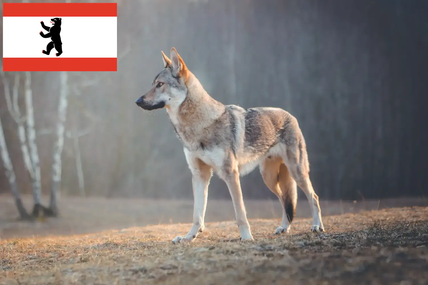 Přečtete si více ze článku Chovatel československých vlkodavů a štěňat v Berlíně