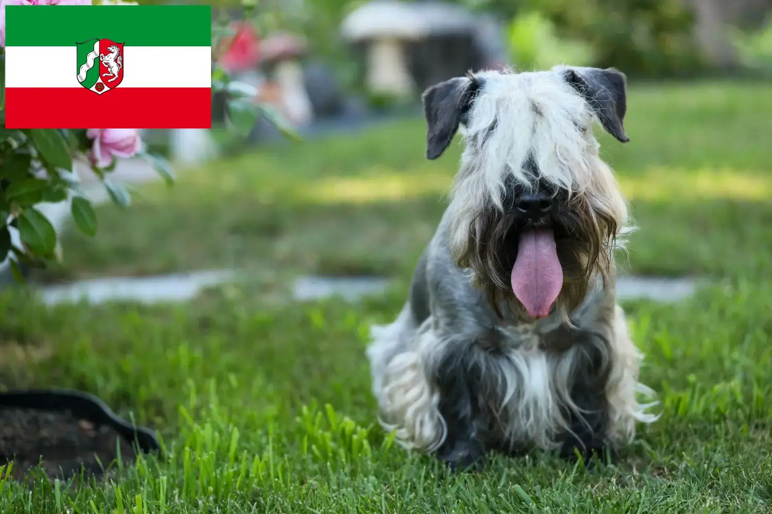 Přečtete si více ze článku Chovatelé českých teriérů a štěňat v Severním Porýní-Vestfálsku