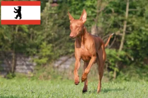 Přečtete si více ze článku Chovatel faraonských psů a štěňat v Berlíně