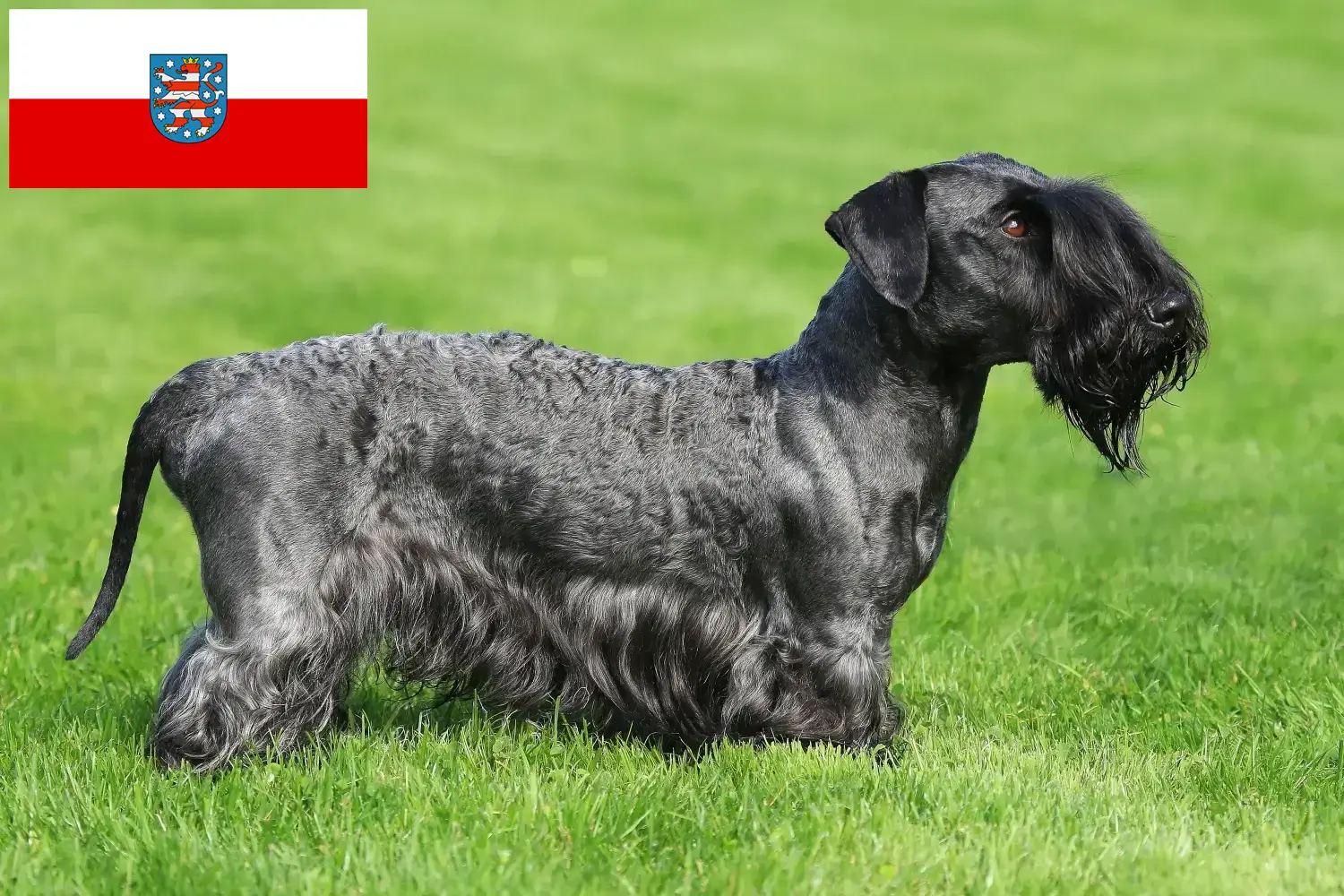 Přečtete si více ze článku Chovatelé českých teriérů a štěňat v Durynsku