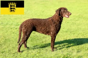 Přečtete si více ze článku Chovatelé a štěňata Curly Coated Retrieverů v Bádensku-Württembersku