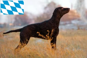 Přečtete si více ze článku Chovatelé a štěňata Curly Coated Retrieverů v Bavorsku