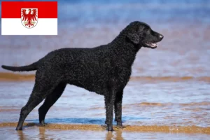 Přečtete si více ze článku Chovatelé a štěňata Curly Coated Retrieverů v Brandenburgu