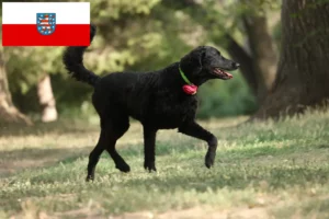 Přečtete si více ze článku Chovatelé a štěňata Curly Coated Retrieverů v Durynsku