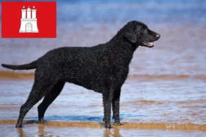 Přečtete si více ze článku Chovatelé a štěňata Curly Coated Retrieverů v Hamburku