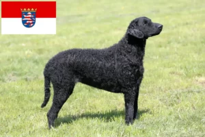 Přečtete si více ze článku Chovatelé a štěňata Curly Coated Retrieverů v Hesensku