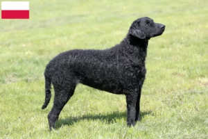 Přečtete si více ze článku Chovatelé a štěňata Curly Coated Retrieverů v Polsku